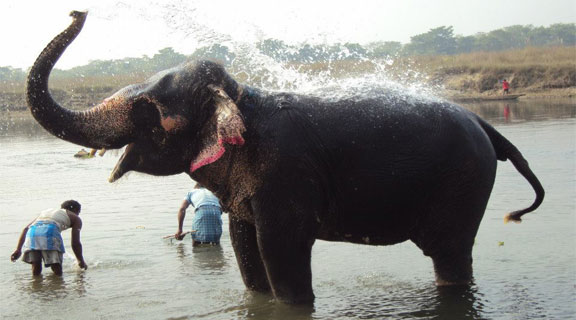Elephant bath