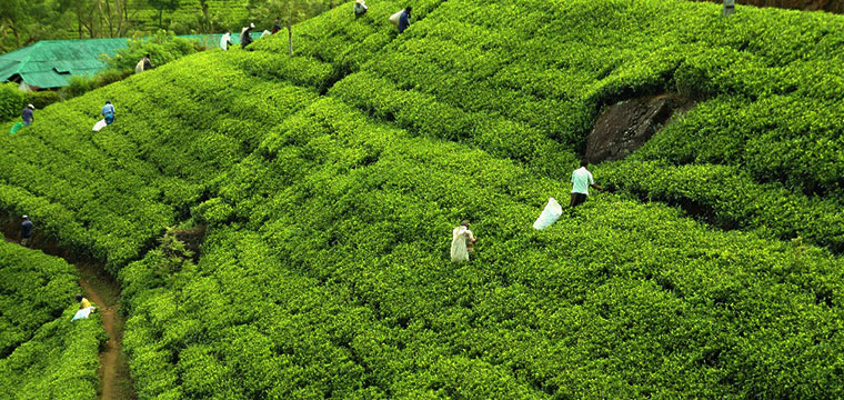 Darjeeling