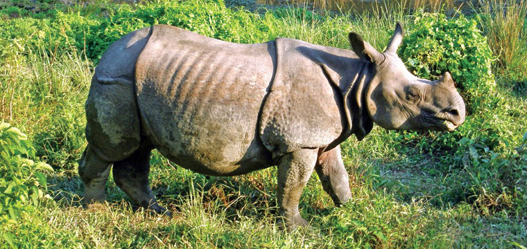 One horned rhinoceros at Royal Chitwan national park 