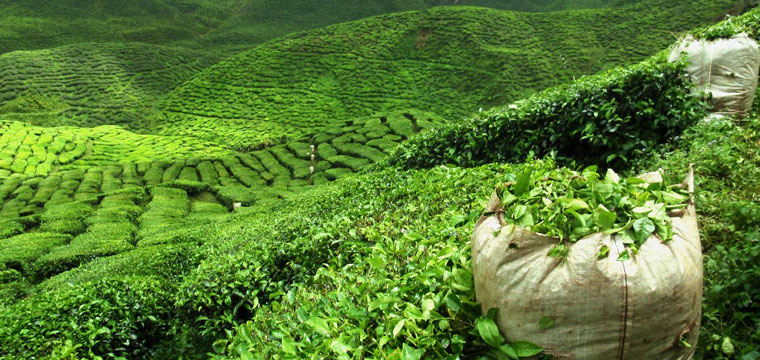 Ilam Tea Garden