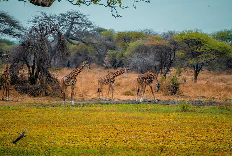 Tarangine National Park a  popular day trips in tanzania