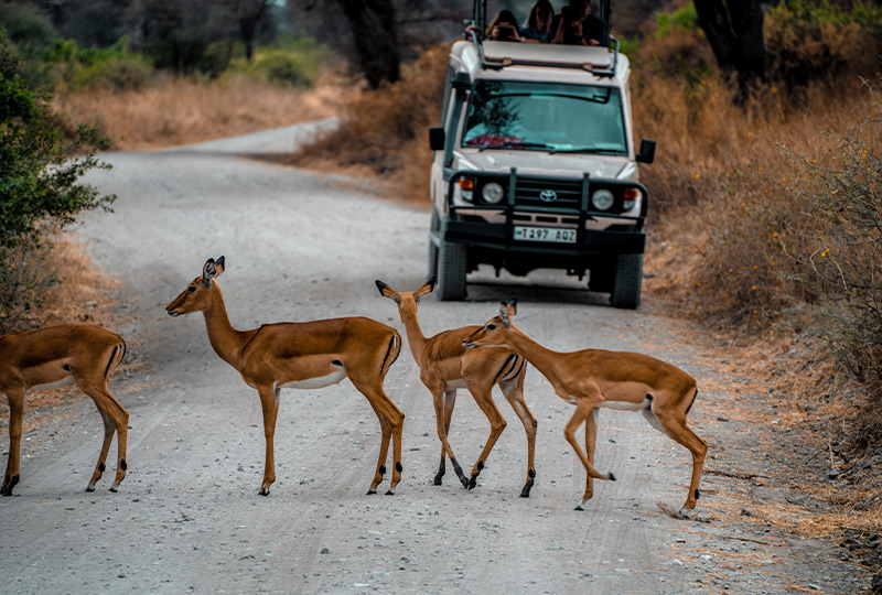 Safari - one of the popular day tours in Tanzania